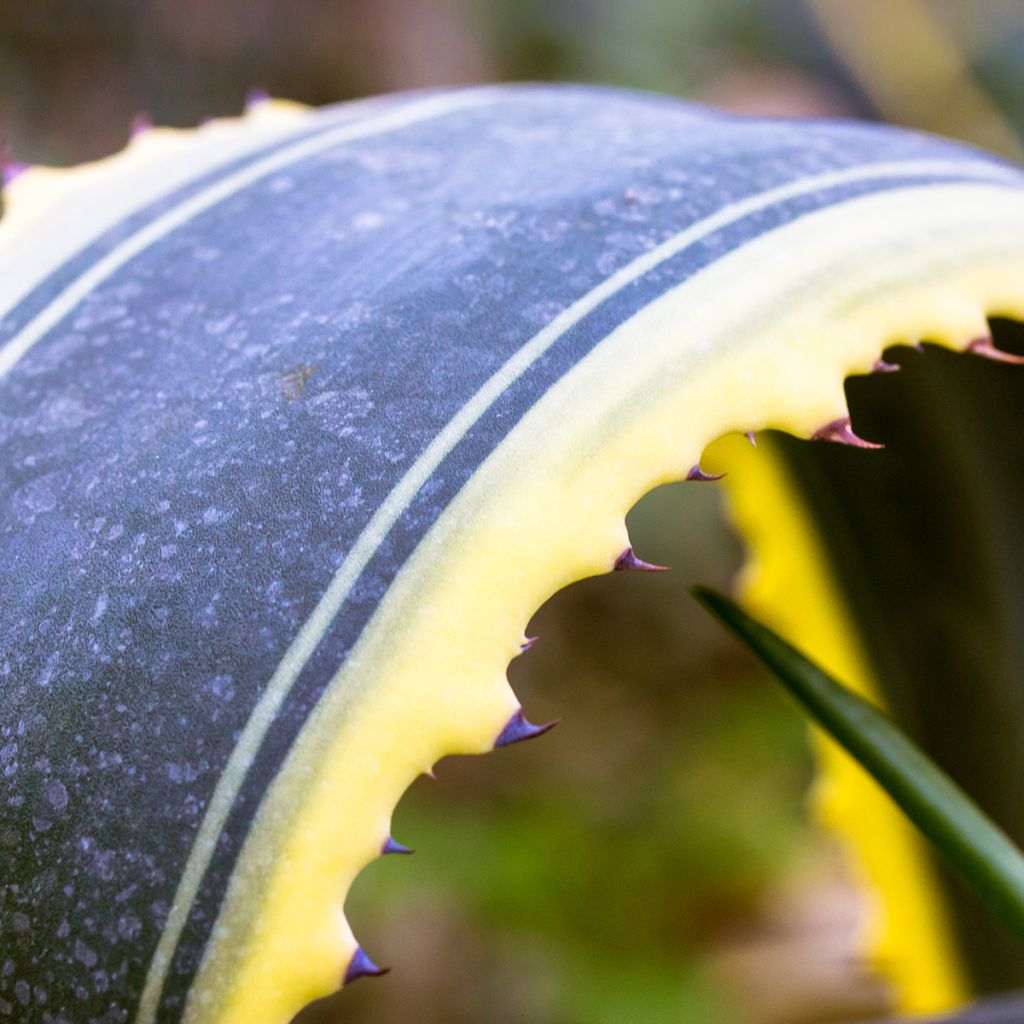 Agave americana Variegata - Amerikanische Agave