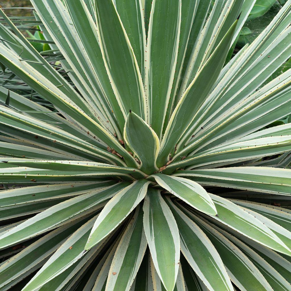 Agave angustifolia Marginata - Schmalblättrige Agave