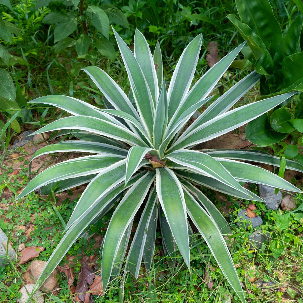 Agave angustifolia Marginata - Schmalblättrige Agave