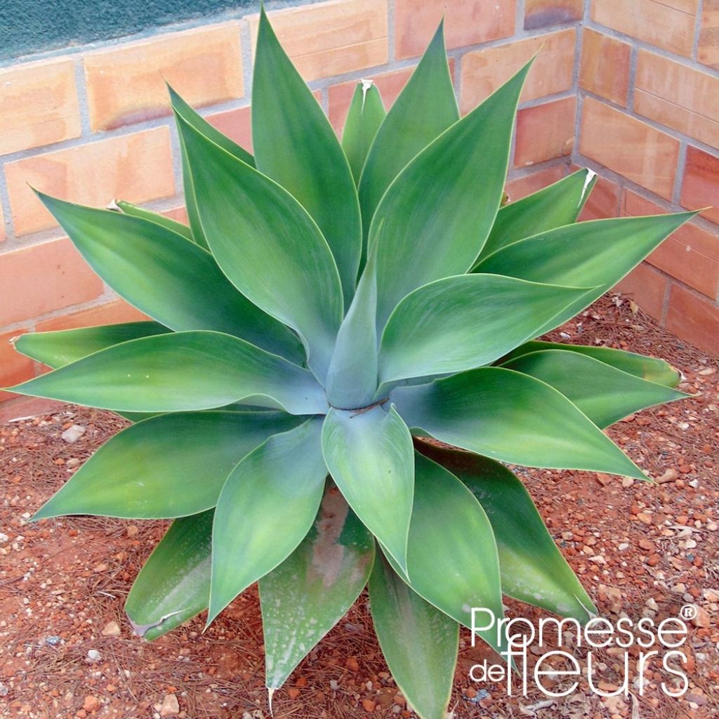 Agave attenuata - Drachenbaum-Agave