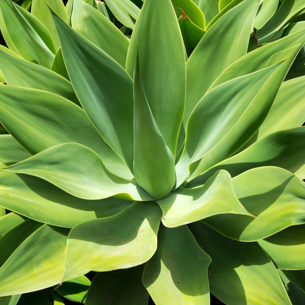 Agave attenuata - Drachenbaum-Agave