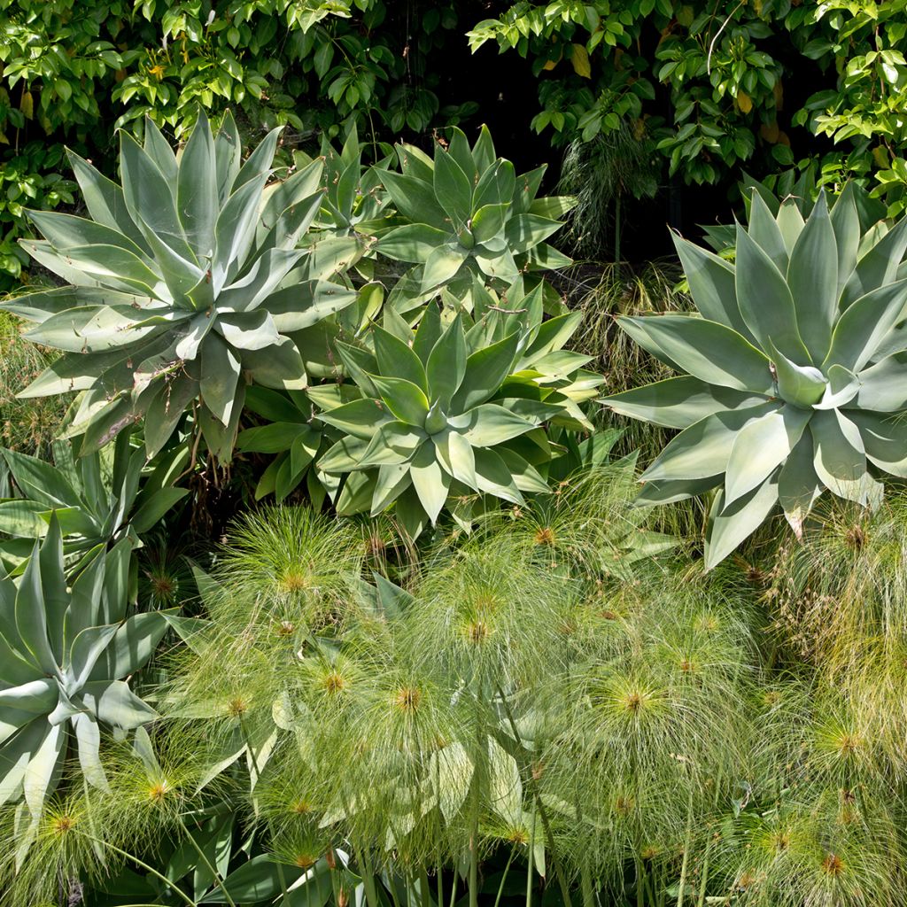 Agave attenuata - Drachenbaum-Agave