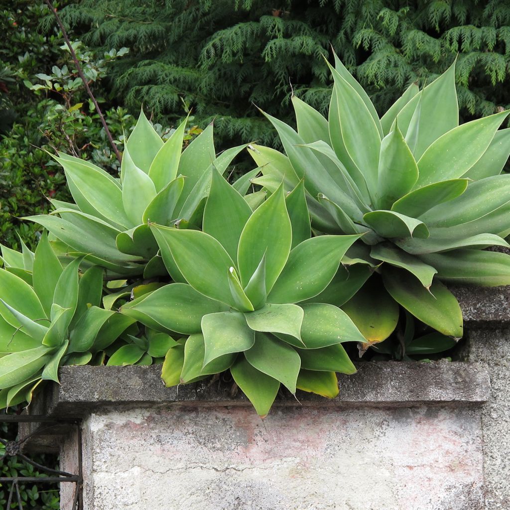 Agave attenuata - Drachenbaum-Agave