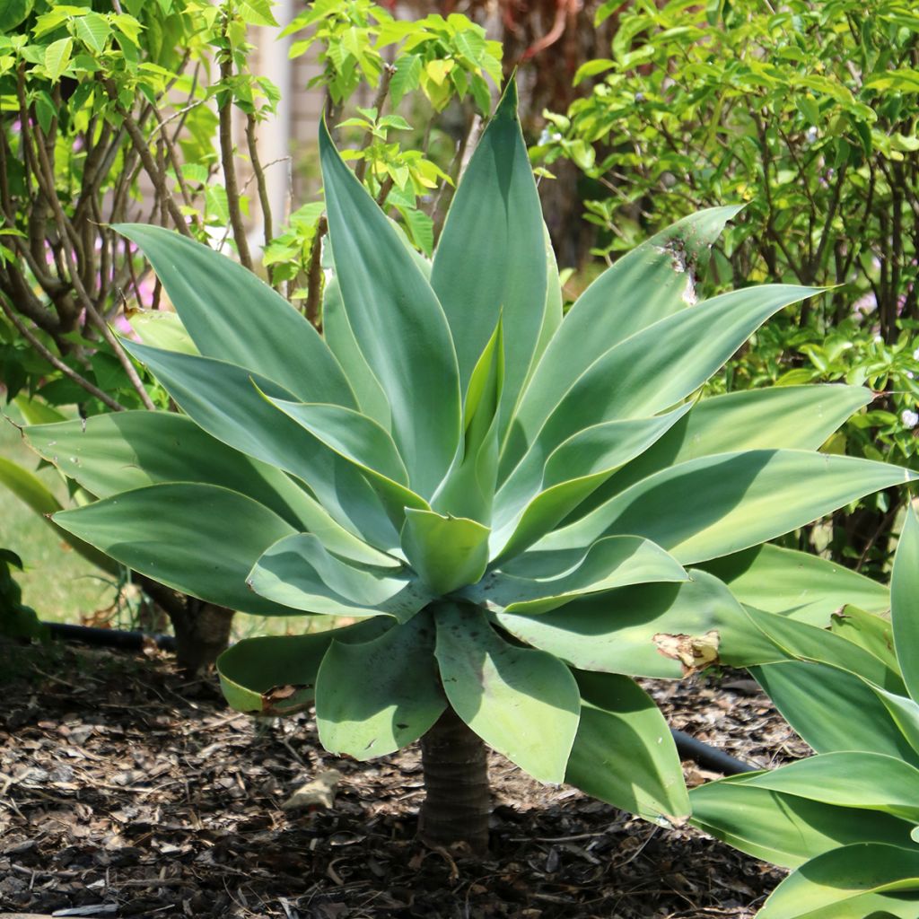 Agave attenuata - Drachenbaum-Agave