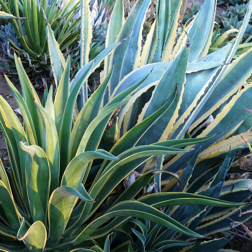 Agave desmetiana Variegata