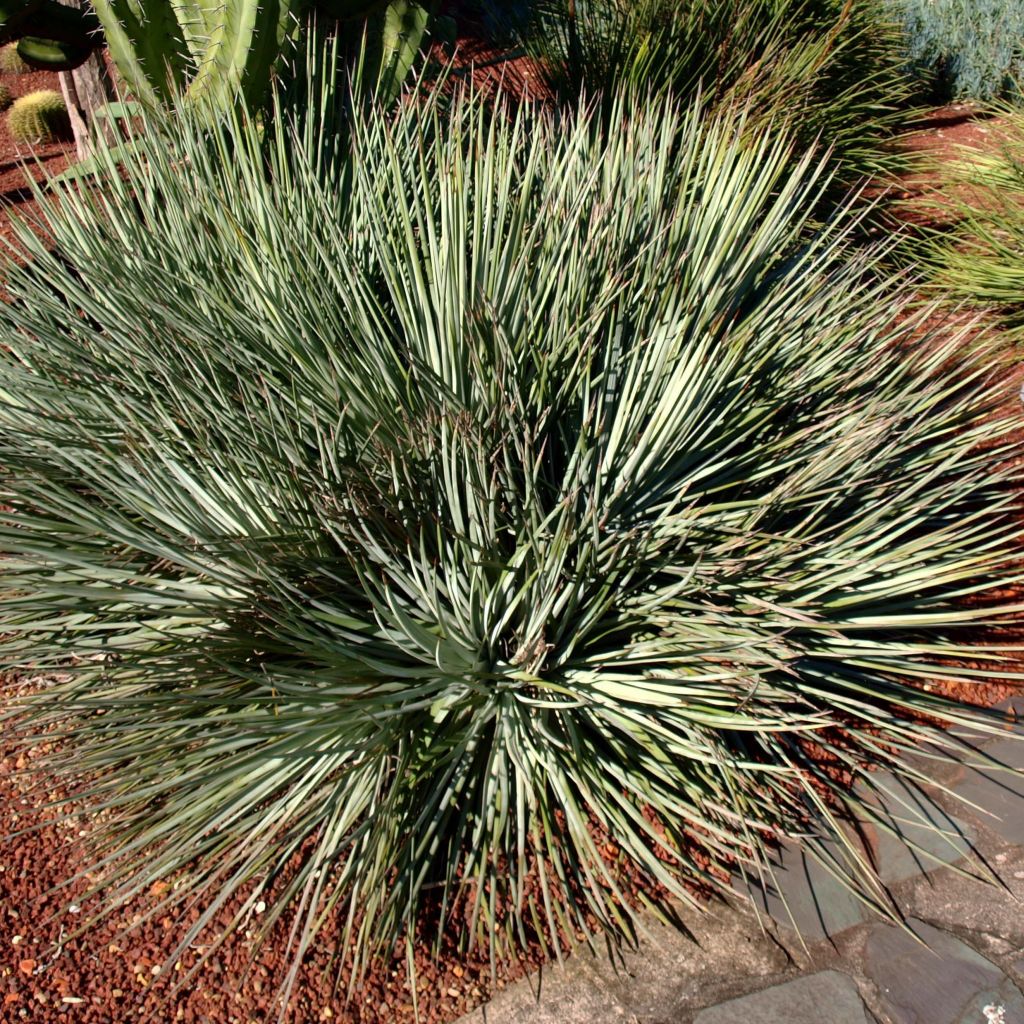 Agave geminiflora