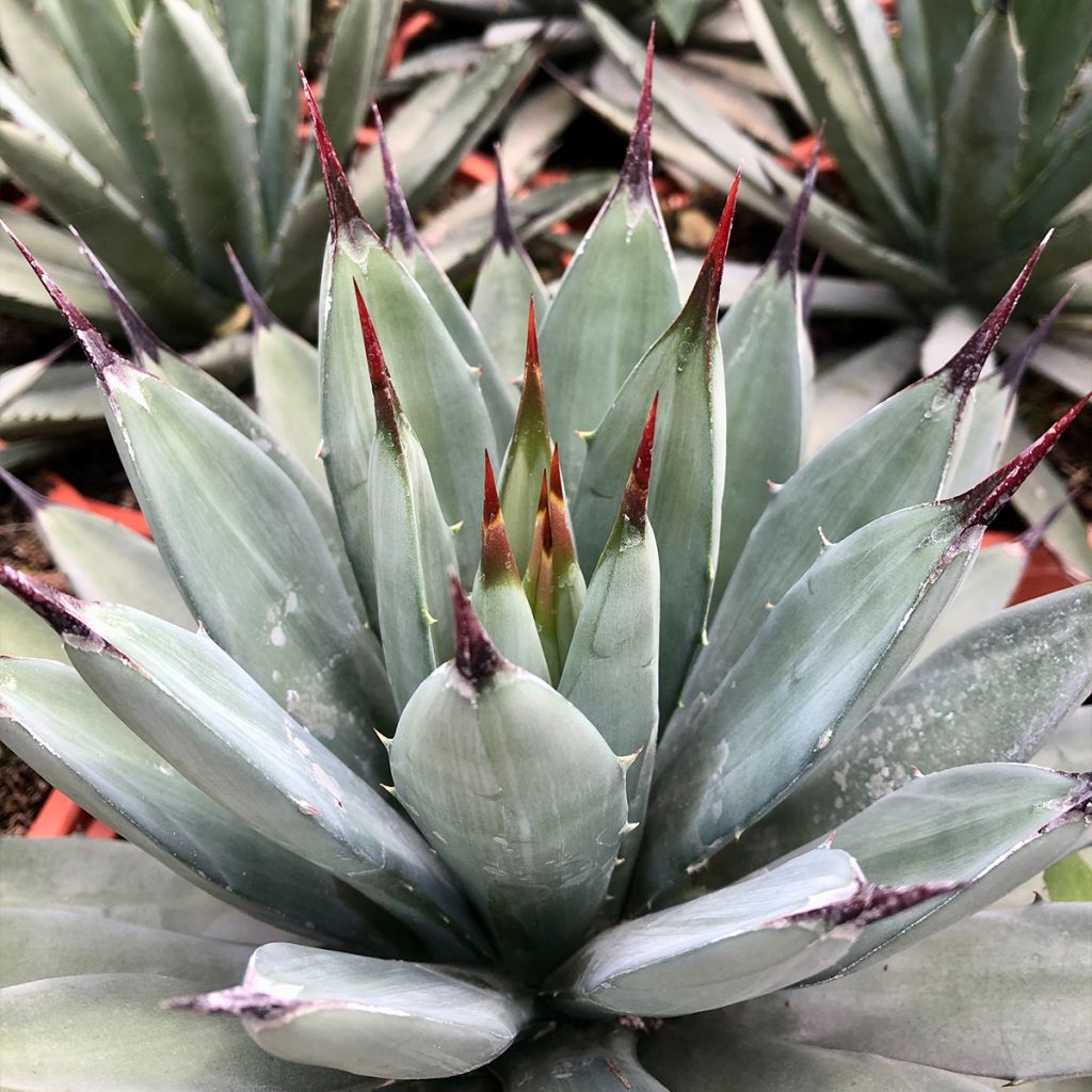 Agave macroacantha