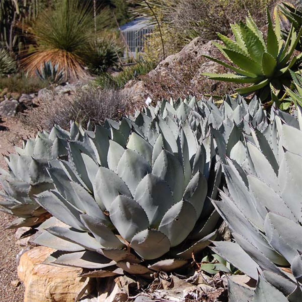 Agave parryi var. huachucensis