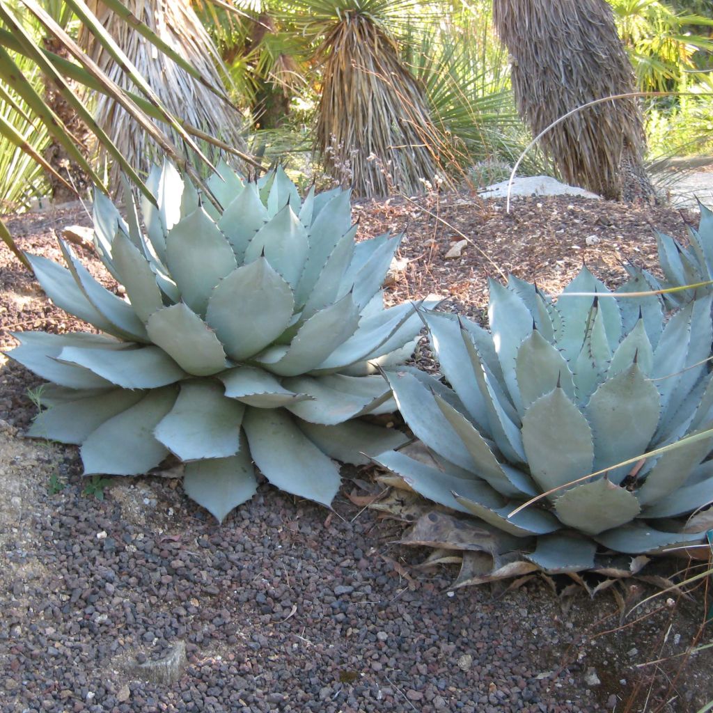 Agave parryi Truncata - Agave de Parry