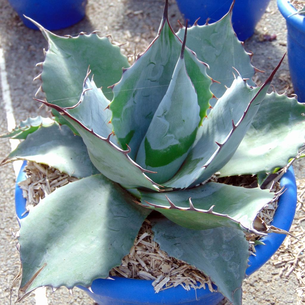 Agave potatorum var. verschaffeltii