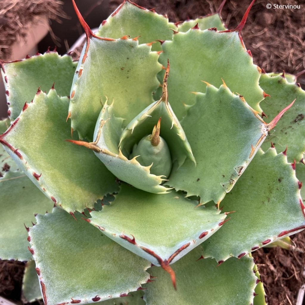 Agave potatorum Kichiokan