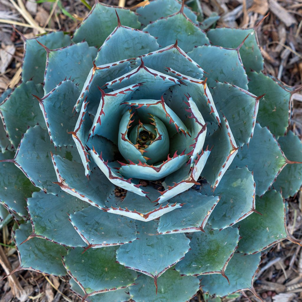 Agave potatorum var. verschaffeltii