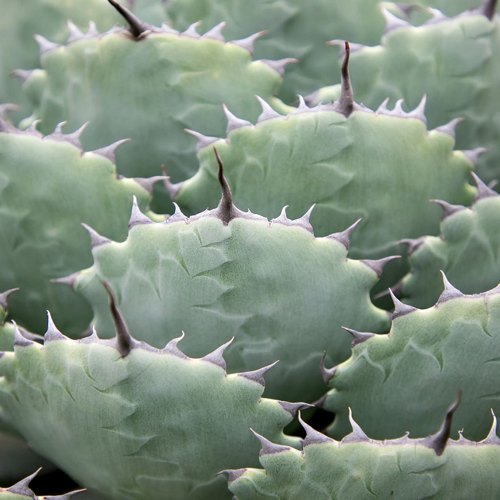 Agave potatorum var. verschaffeltii