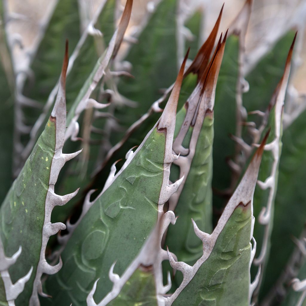 Agave titanota