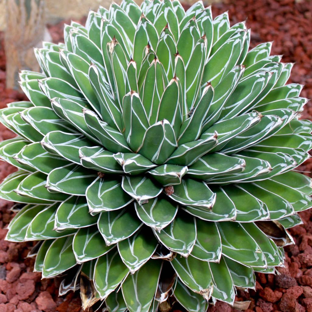 Agave victoriae reginae - Agave de la Reine Victoria