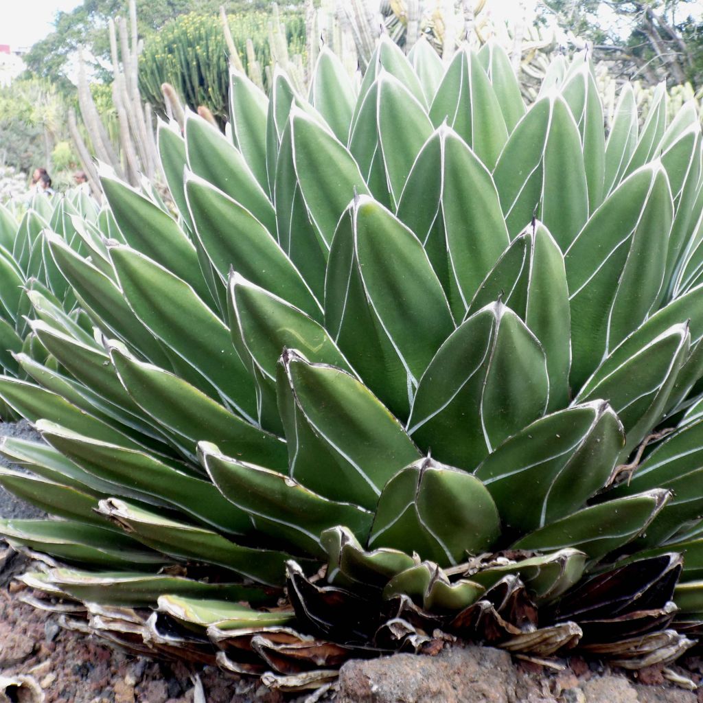 Agave victoriae reginae - Agave de la Reine Victoria