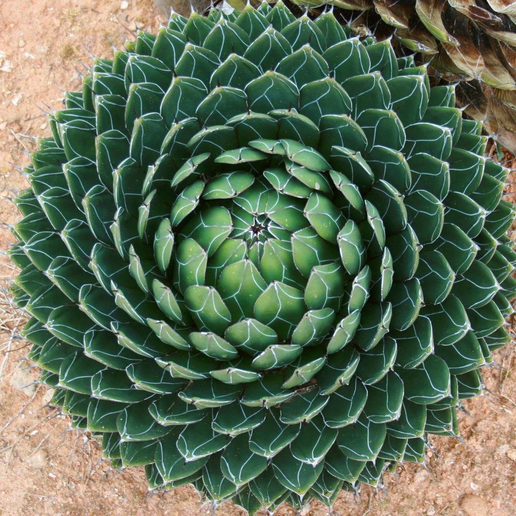 Agave victoriae reginae - Agave de la Reine Victoria