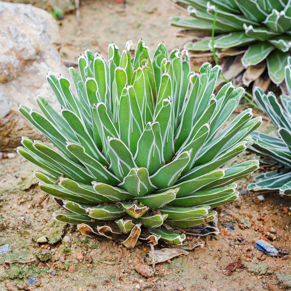 Agave victoriae-reginae - Königin-Victoria-Agave