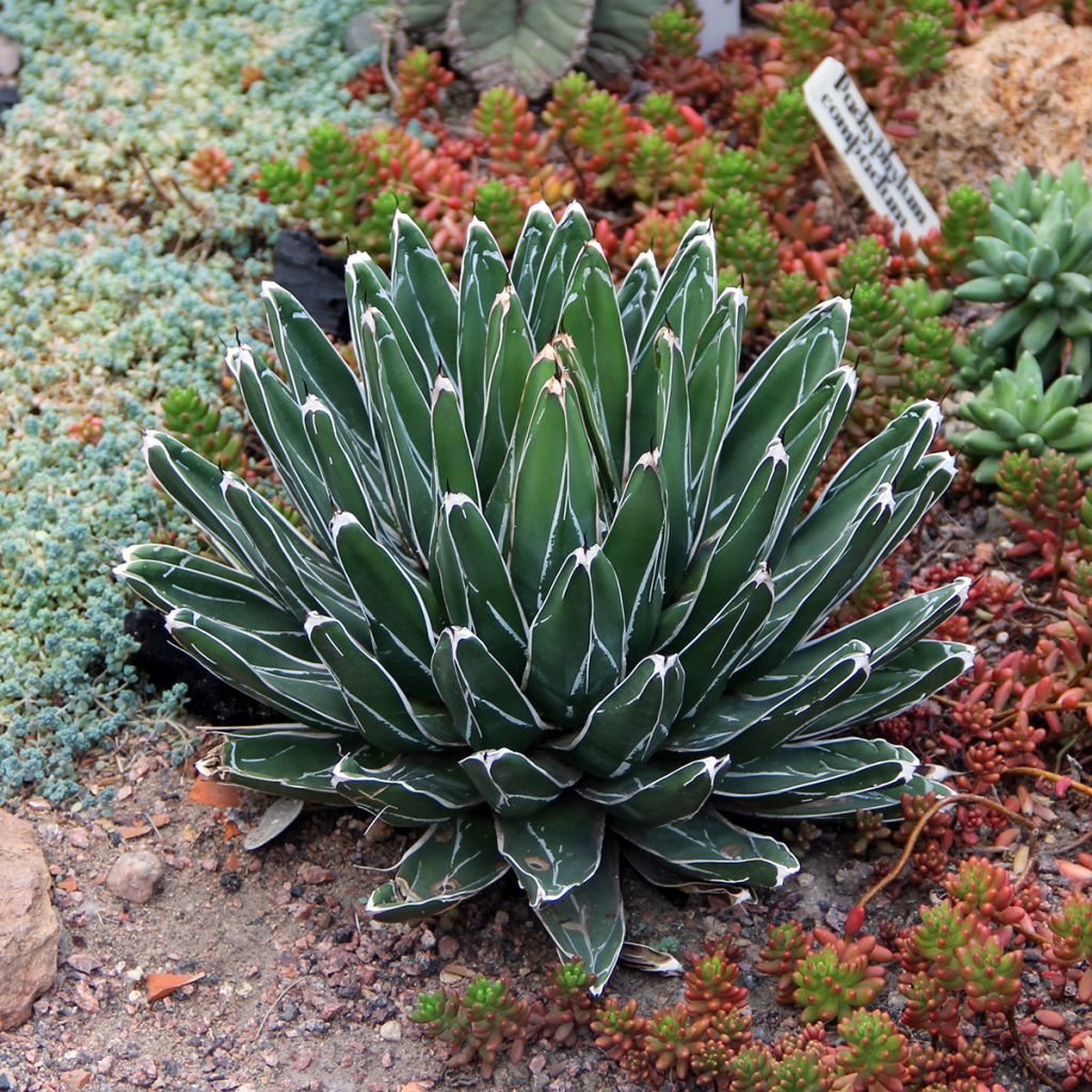 Agave victoriae-reginae - Königin-Victoria-Agave