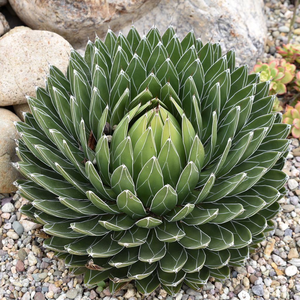 Agave victoriae-reginae - Königin-Victoria-Agave