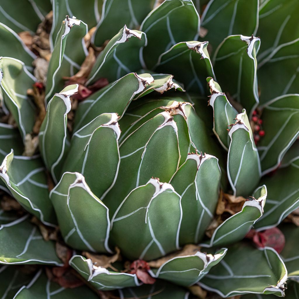 Agave victoriae-reginae - Königin-Victoria-Agave