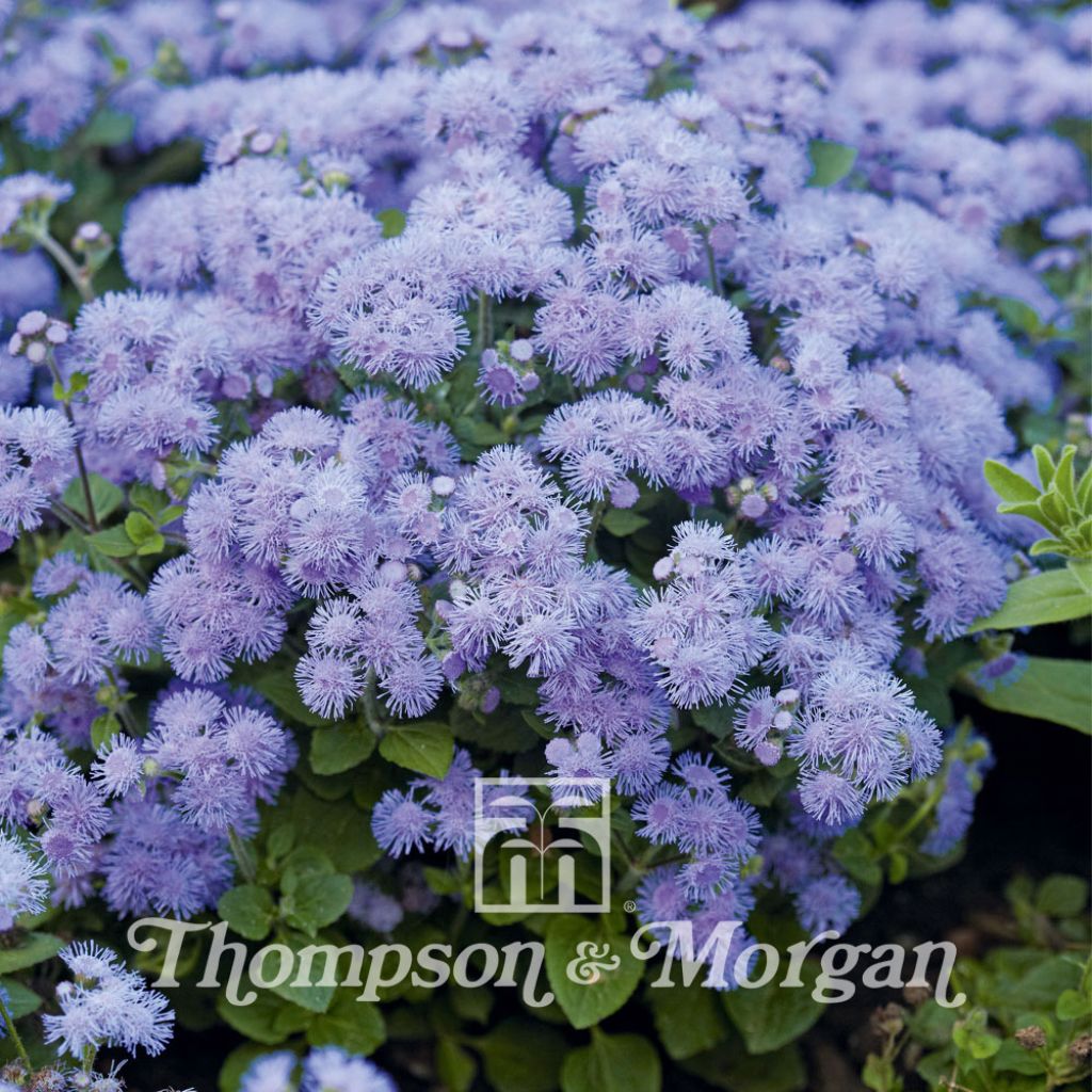 Ageratum Blue Danube F1 Hybrid - Leberbalsam