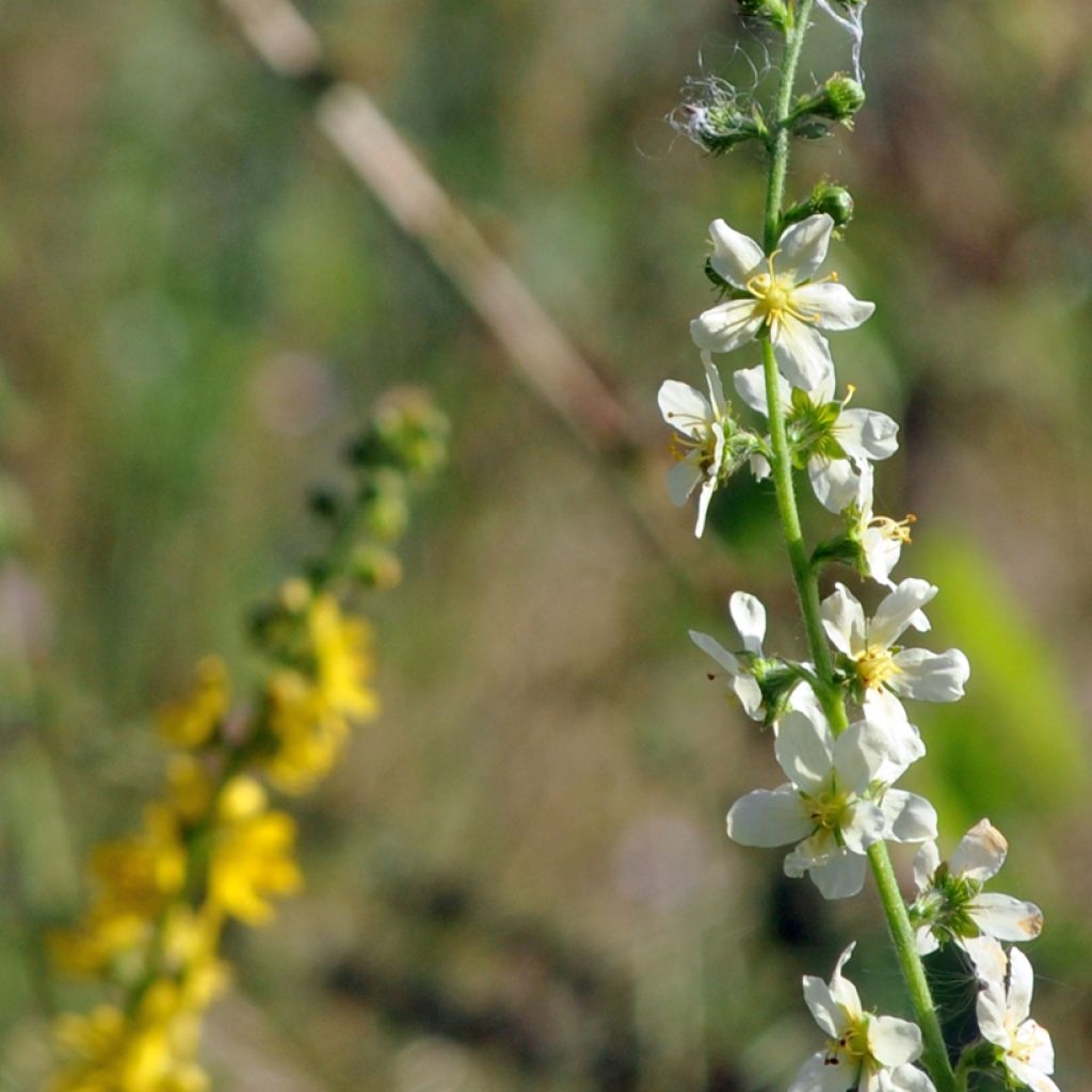 Agrimonia eupatoria Alba - Gemeiner Odermennig