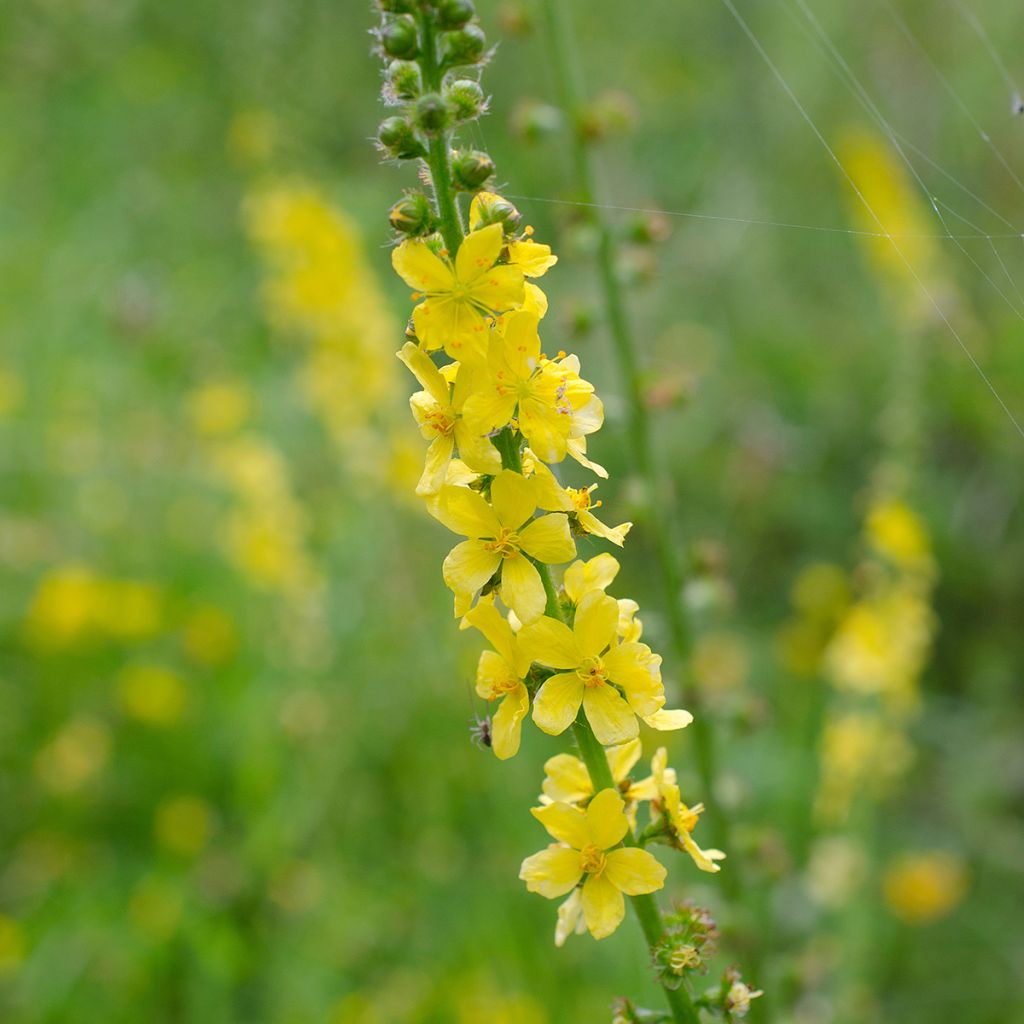 Agrimonia eupatoria - Gemeiner Odermennig