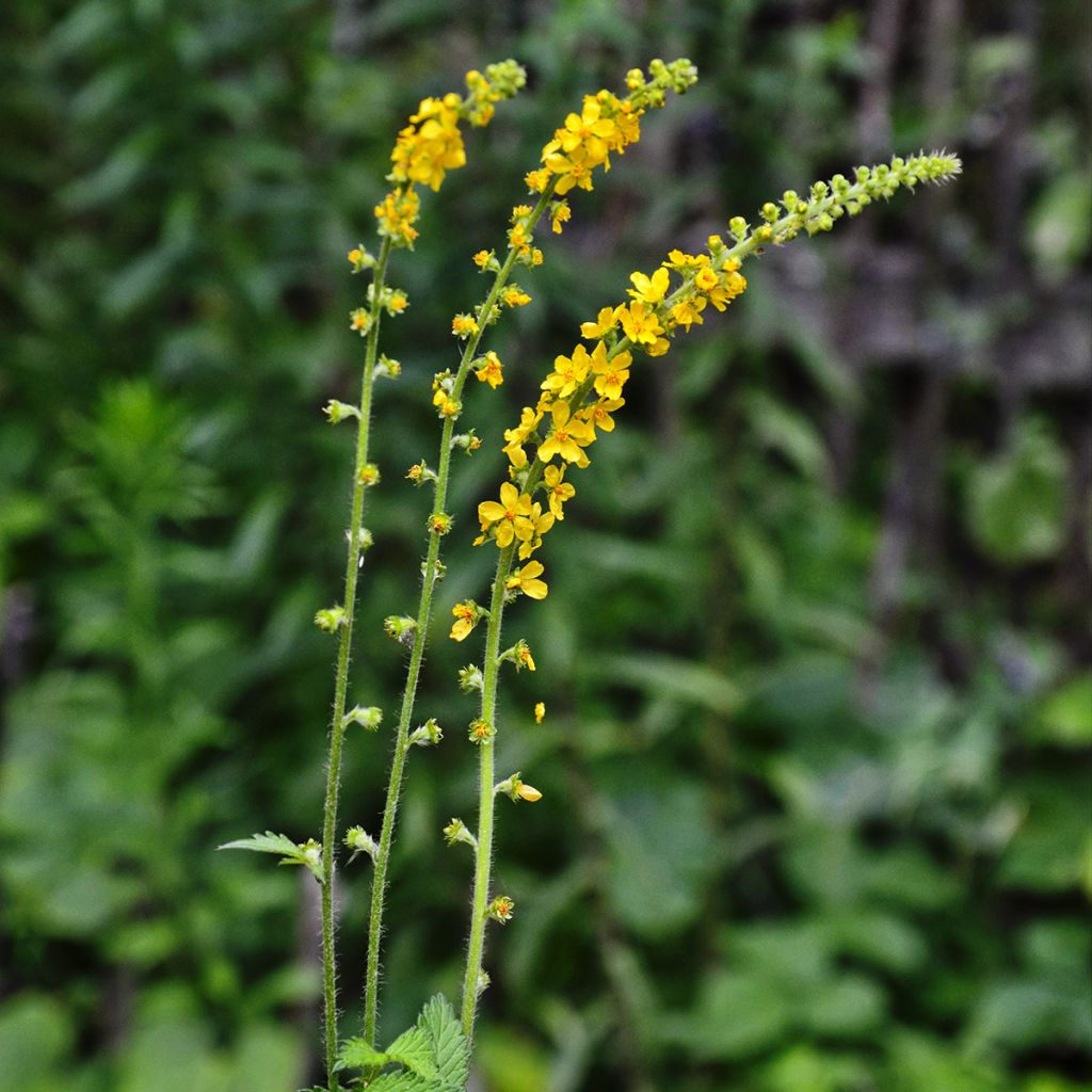 Agrimonia eupatoria - Gemeiner Odermennig