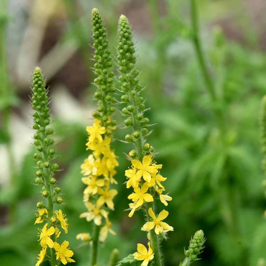 Agrimonia eupatoria - Gemeiner Odermennig