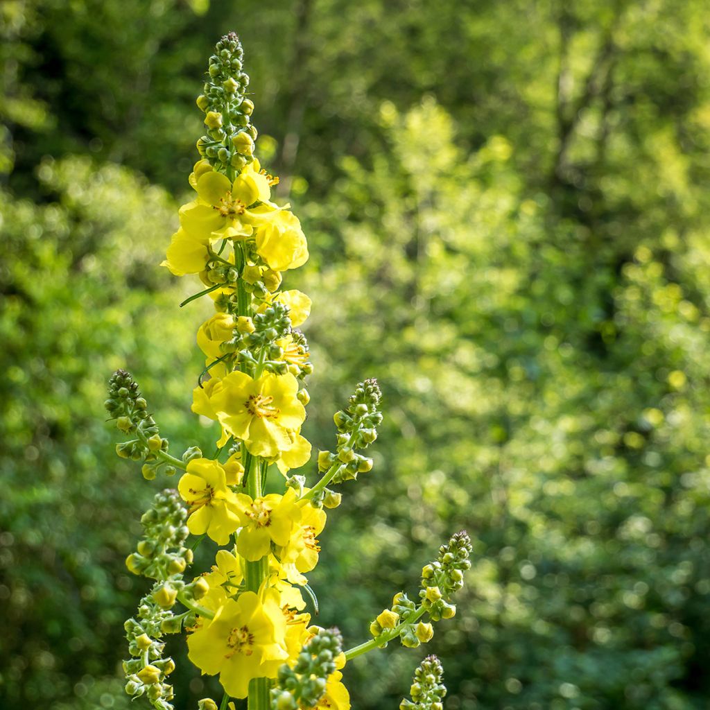 Agrimonia eupatoria - Gemeiner Odermennig