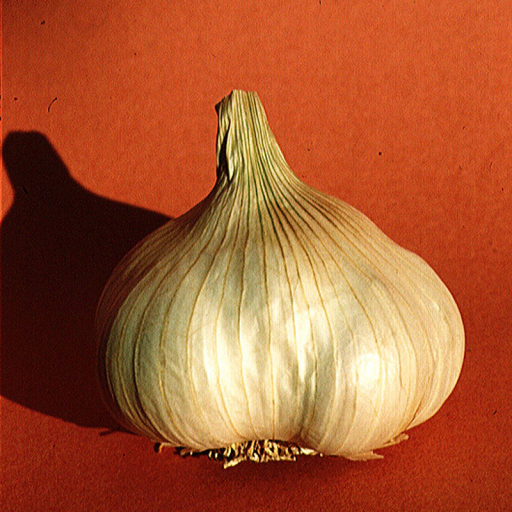 Knoblauch Printanor