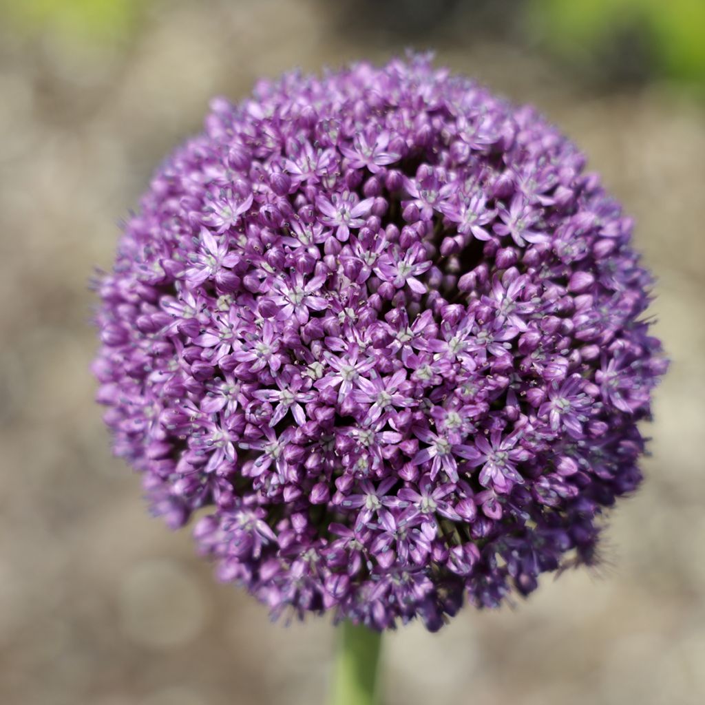 Allium Ambassador - Zierlauch