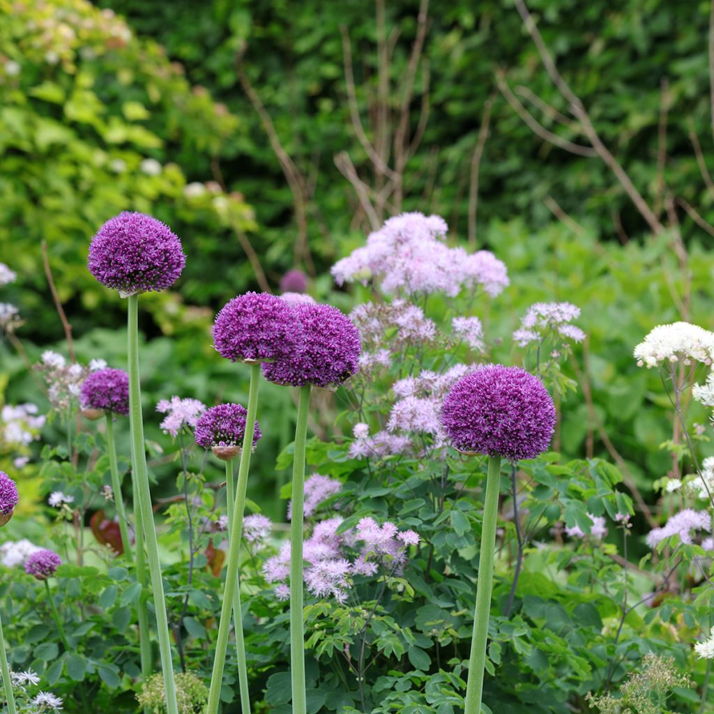 Allium Ambassador - Zierlauch