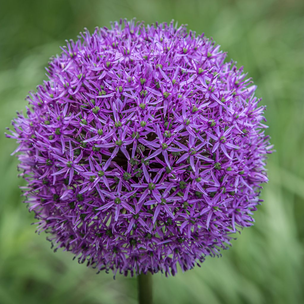 Allium Gladiator - Zierlauch