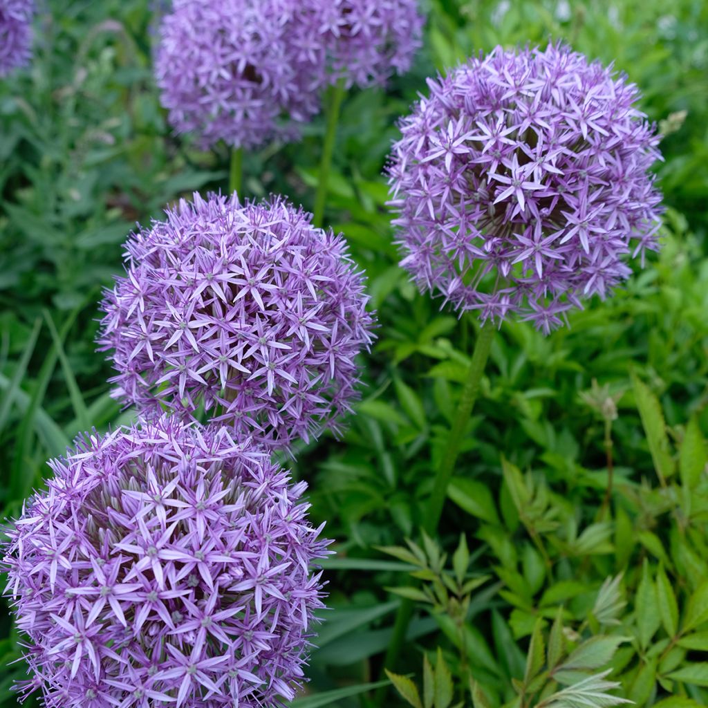 Allium Gladiator - Zierlauch