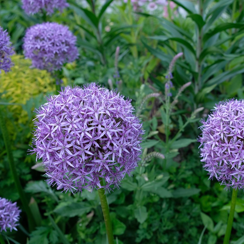 Allium Gladiator - Zierlauch