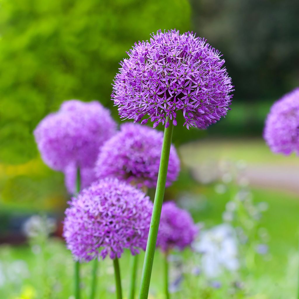 Allium Gladiator - Zierlauch