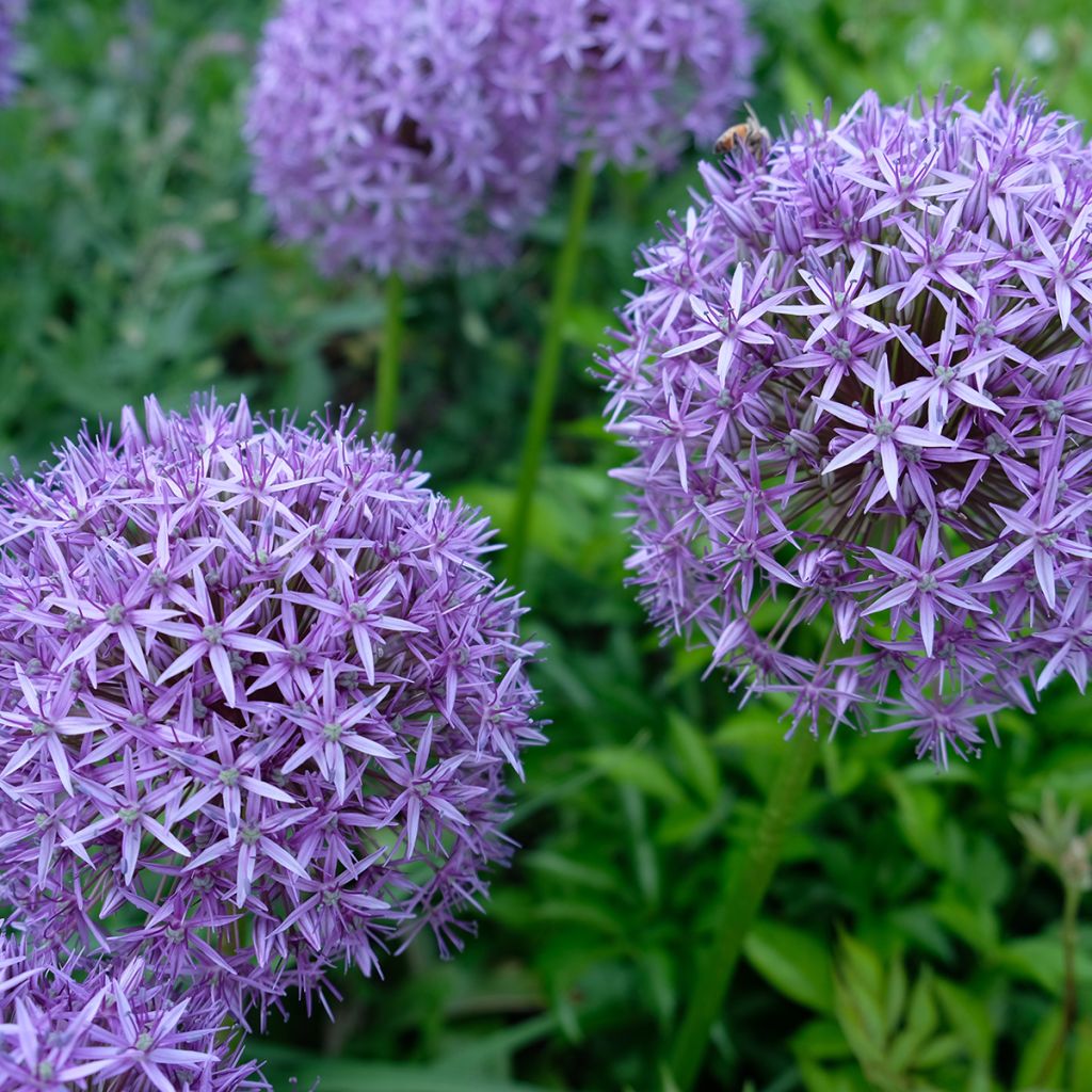 Allium Gladiator - Zierlauch