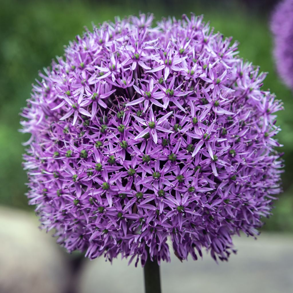 Allium Gladiator - Zierlauch