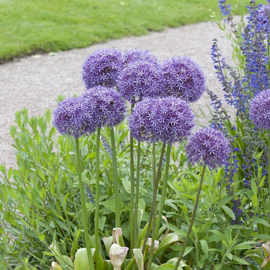 Allium Globemaster - Zierlauch