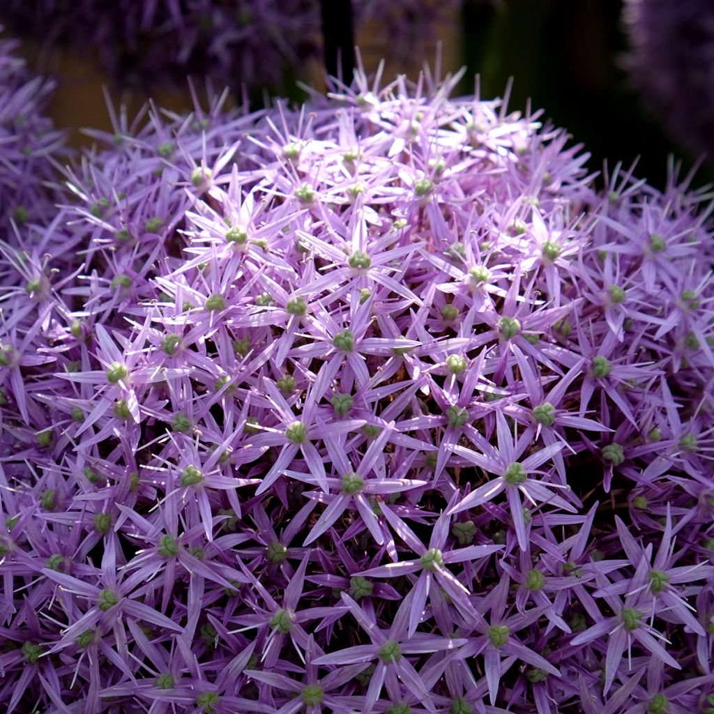 Allium Globemaster - Zierlauch