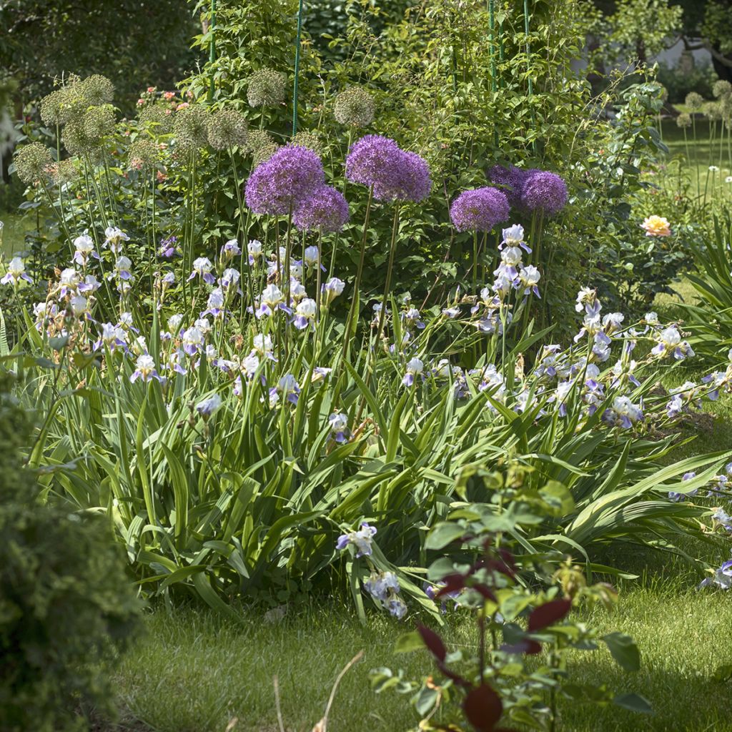 Allium Globemaster - Zierlauch