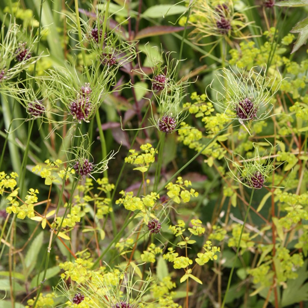 Allium vineale Hair - Weinberglauch