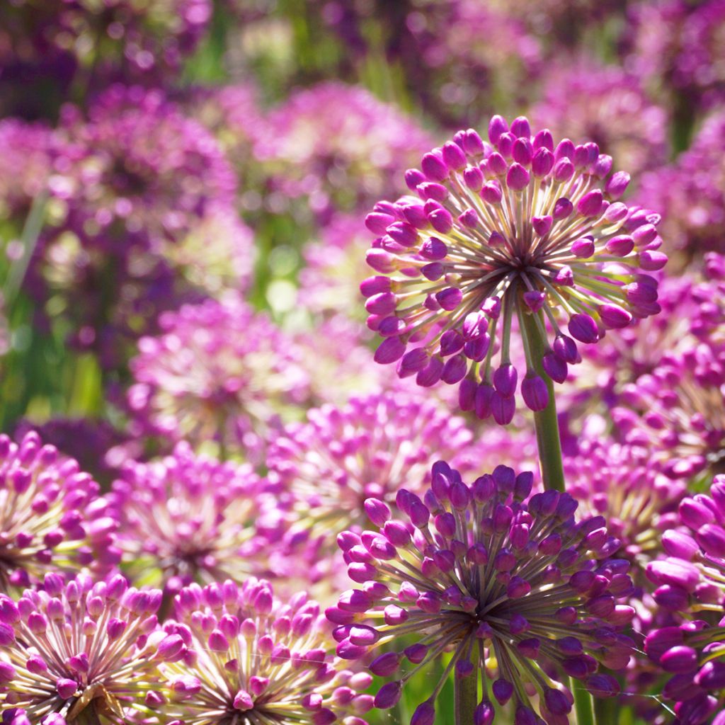 Allium Lavender Bubbles - Zierlauch