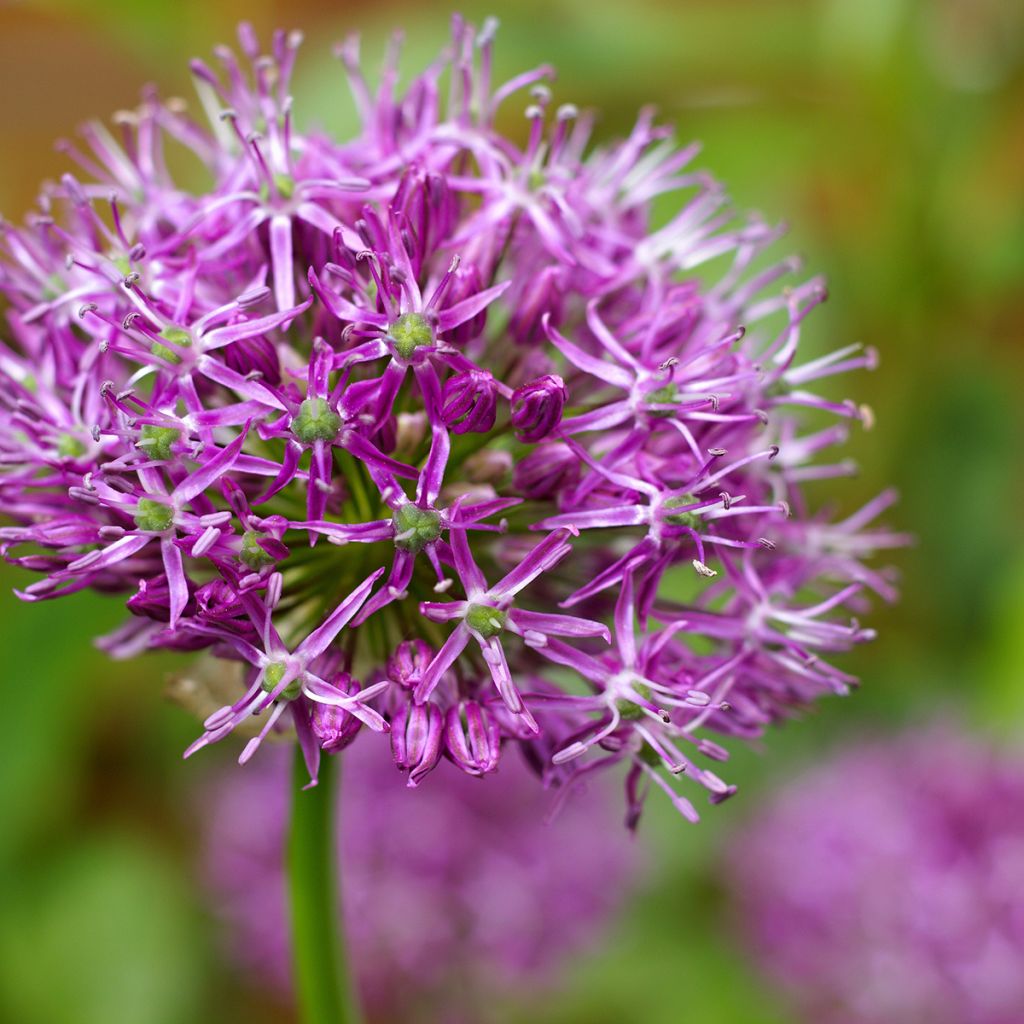 Allium Miami - Zierlauch