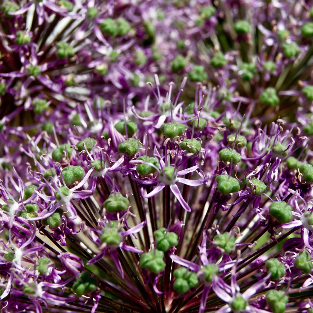 Allium Miami - Zierlauch