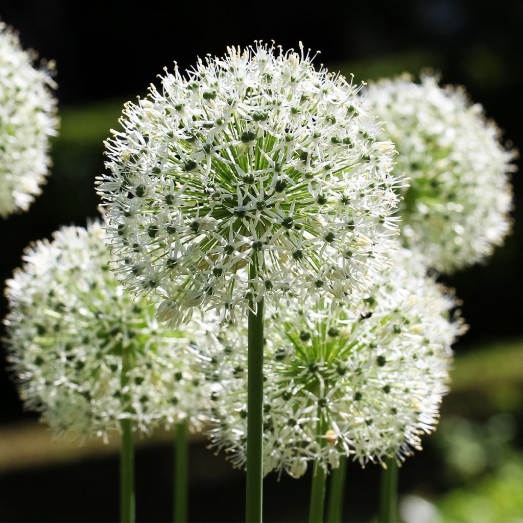 Allium stipitatum Mount Everest - Zierlauch