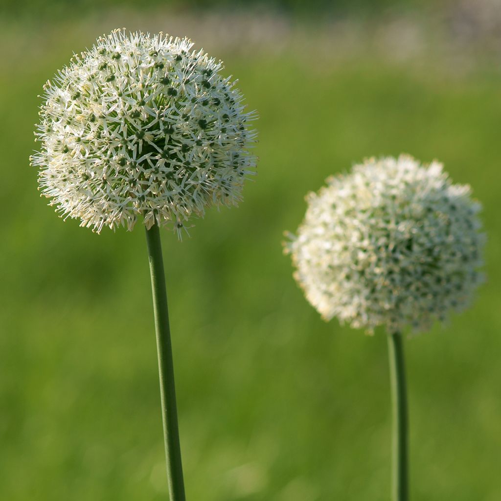 Allium stipitatum Mount Everest - Zierlauch