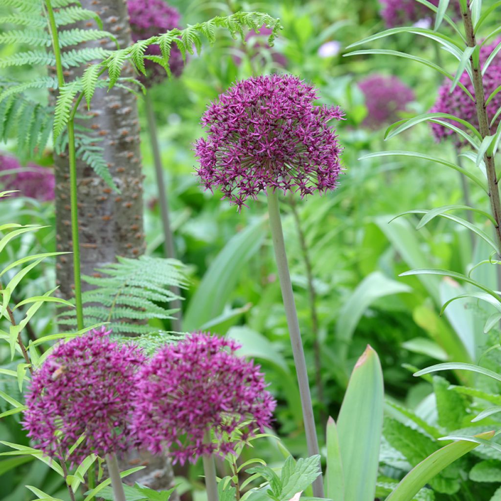 Allium Ostara - Zierlauch